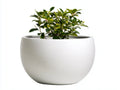 Maceta de cerámica 30 x 30 x 27 cm - blanco mate - diseño ovalado para salón
